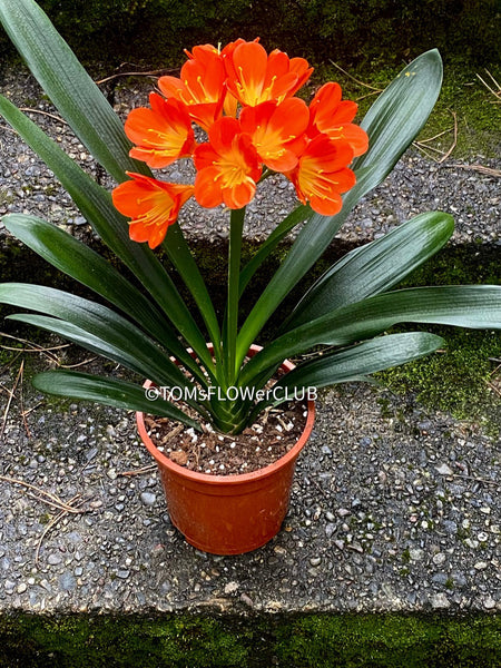 clivia miniata, orange flowering, Rimmenblatt, orange flower, orange lover, I love orange, for sale at TOMs FLOWer CLUB