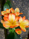 Fully established orange flowering Clivia miniata collector plant in pot for sale at TOMs FLOWer CLUB