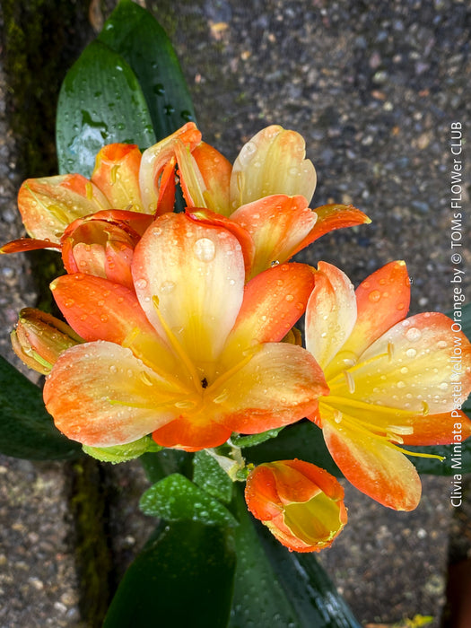 Fully established orange flowering Clivia miniata collector plant in pot for sale at TOMs FLOWer CLUB