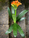 Fully established orange flowering Clivia miniata collector plant in pot