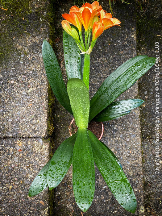 Fully established orange flowering Clivia miniata collector plant in pot