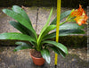 Fully established orange flowering Clivia miniata collector plant in pot for sale at TOMs FLOWer CLUB