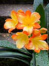 Fully established orange flowering Clivia miniata collector plant in pot for sale at TOMs FLOWer CLUB