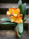 Fully established orange flowering Clivia miniata collector plant in pot for sale at TOMs FLOWer CLUB