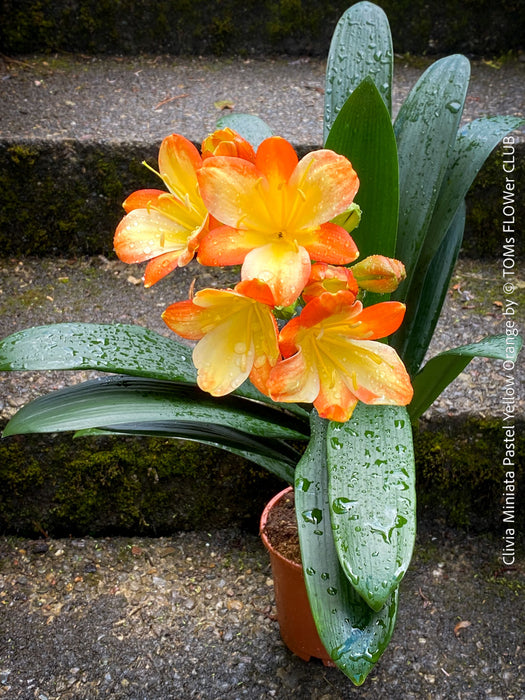 Fully established orange flowering Clivia miniata collector plant in pot for sale at TOMs FLOWer CLUB