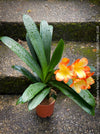 Seed-grown Clivia miniata with soft orange blooms and green flower tinge