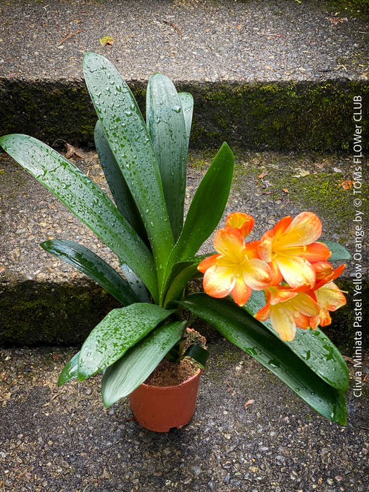 Seed-grown Clivia miniata with soft orange blooms and green flower tinge