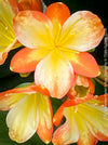Rare pastel orange flowering Clivia miniata from TOMs FLOWer CLUB collection
