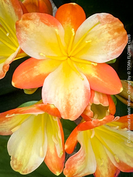 Rare pastel orange flowering Clivia miniata from TOMs FLOWer CLUB collection