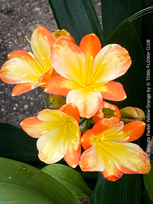 Fully established orange flowering Clivia miniata collector plant in pot for sale at TOMs FLOWer CLUB