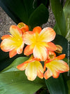 Fully established orange flowering Clivia miniata collector plant in pot