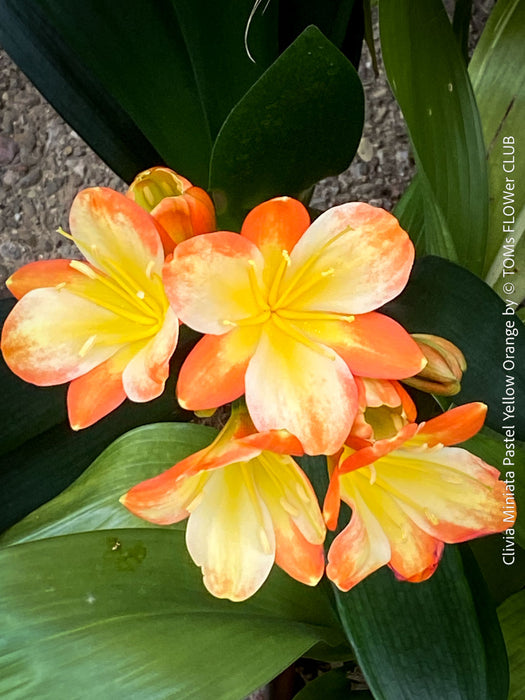 Fully established orange flowering Clivia miniata collector plant in pot