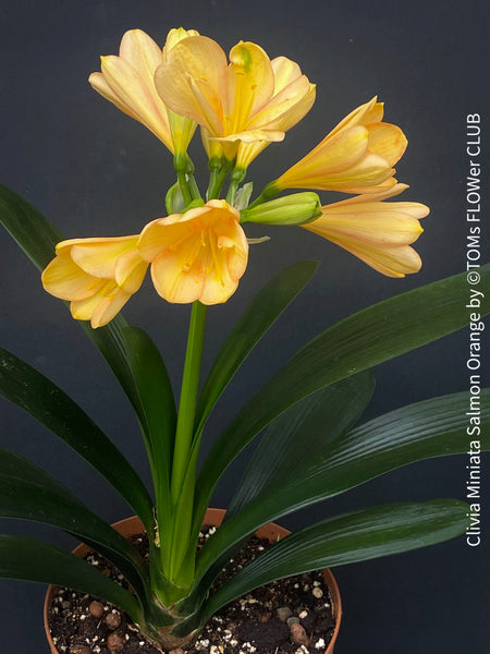 Clivia miniata, salmon orange flowering, organically grown tropical plants for sale at TOMs FLOWer CLUB