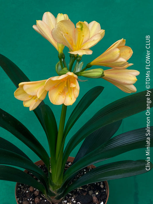Clivia miniata, salmon orange flowering, organically grown tropical plants for sale at TOMs FLOWer CLUB