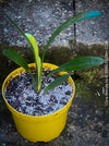 Clivia miniata, orange flowering, organically grown tropical plants for sale at TOMs FLOWer CLUB