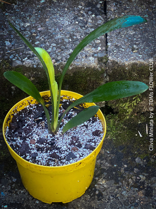 Clivia miniata, orange flowering, organically grown tropical plants for sale at TOMs FLOWer CLUB