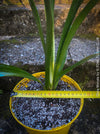 Clivia miniata, orange flowering, organically grown tropical plants for sale at TOMs FLOWer CLUB