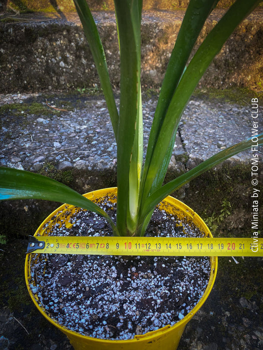 Clivia miniata, orange flowering, organically grown tropical plants for sale at TOMs FLOWer CLUB