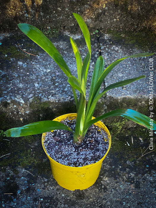 Clivia miniata, orange flowering, organically grown tropical plants for sale at TOMs FLOWer CLUB