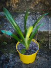 Clivia miniata, orange flowering, organically grown tropical plants for sale at TOMs FLOWer CLUB