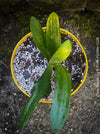 Clivia miniata, orange flowering, organically grown tropical plants for sale at TOMs FLOWer CLUB