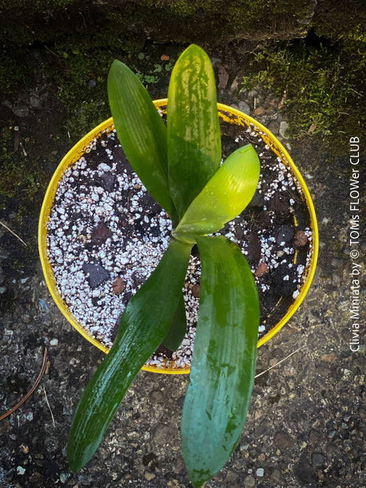 Clivia miniata, orange flowering, organically grown tropical plants for sale at TOMs FLOWer CLUB