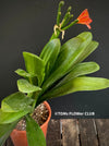 Clivia miniata, orange-red flowering, organically grown tropical plants for sale at TOMsFLOWer CLUB