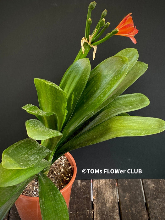 Clivia miniata, orange-red flowering, organically grown tropical plants for sale at TOMsFLOWer CLUB