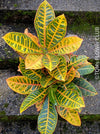 Codiaeum variegatum / Croton in Claypot, organically grown tropical plants for sale at TOMs FLOWer CLUB.
