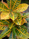 Codiaeum variegatum / Croton in Claypot, organically grown tropical plants for sale at TOMs FLOWer CLUB.