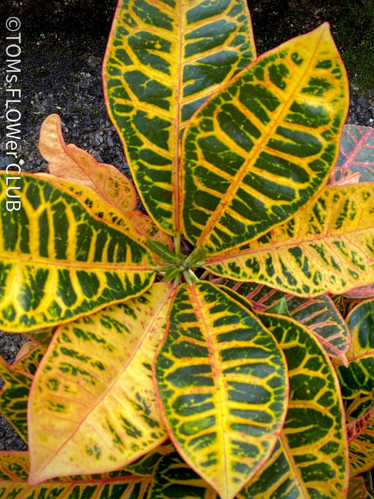 Codiaeum variegatum / Croton in Claypot, organically grown tropical plants for sale at TOMs FLOWer CLUB.