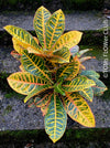 Codiaeum variegatum / Croton in Claypot, organically grown tropical plants for sale at TOMs FLOWer CLUB.