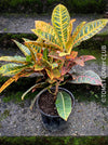 Codiaeum variegatum / Croton in Claypot, organically grown tropical plants for sale at TOMs FLOWer CLUB.