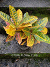 Codiaeum variegatum / Croton in Claypot, organically grown tropical plants for sale at TOMs FLOWer CLUB.