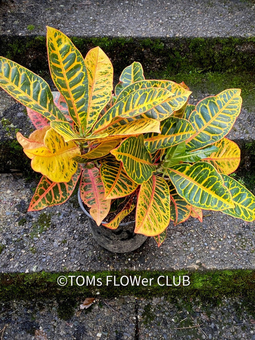 Codiaeum variegatum / Croton in Claypot, organically grown tropical plants for sale at TOMs FLOWer CLUB.