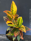 Codiaeum variegatum, Croton, organically grown tropical plants for sale at TOMs FLOWer CLUB.