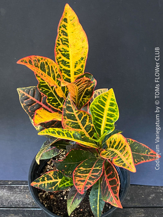 Codiaeum variegatum, Croton, organically grown tropical plants for sale at TOMs FLOWer CLUB.