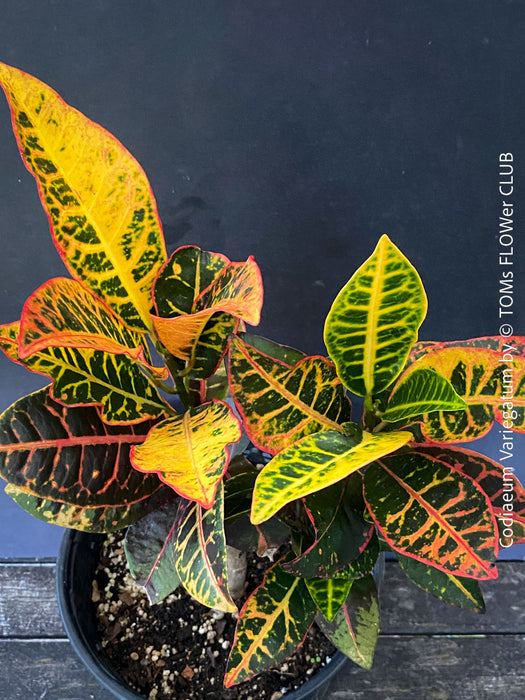 Codiaeum variegatum, Croton, organically grown tropical plants for sale at TOMs FLOWer CLUB.
