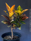 Codiaeum variegatum, Croton, organically grown tropical plants for sale at TOMs FLOWer CLUB.