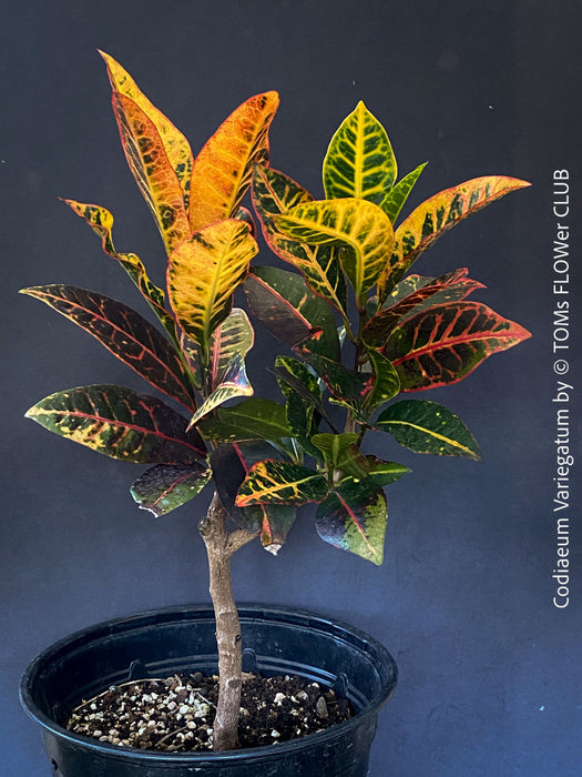 Codiaeum variegatum, Croton, organically grown tropical plants for sale at TOMs FLOWer CLUB.