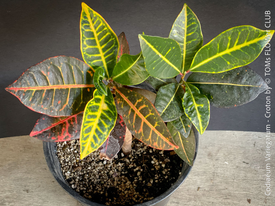Codiaeum variegatum, Croton, organically grown tropical plants for sale at TOMs FLOWer CLUB.