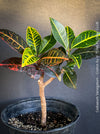Codiaeum variegatum, Croton, organically grown tropical plants for sale at TOMs FLOWer CLUB.