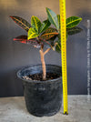 Codiaeum variegatum, Croton, organically grown tropical plants for sale at TOMs FLOWer CLUB.