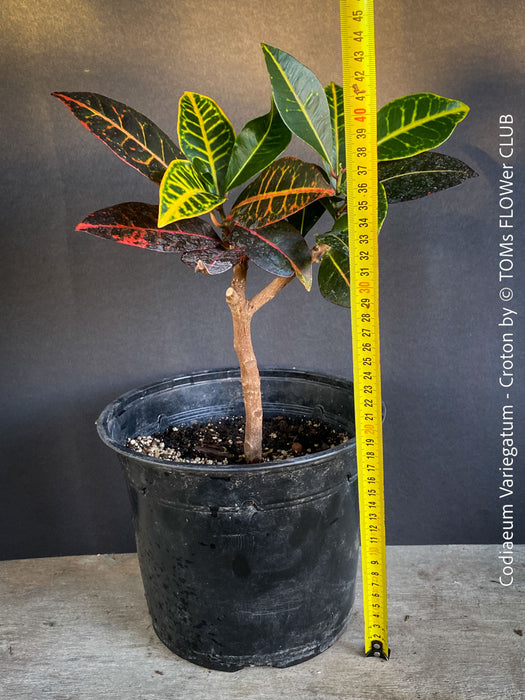 Codiaeum variegatum, Croton, organically grown tropical plants for sale at TOMs FLOWer CLUB.