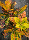 Codiaeum variegatum, Croton, organically grown tropical plants for sale at TOMs FLOWer CLUB.