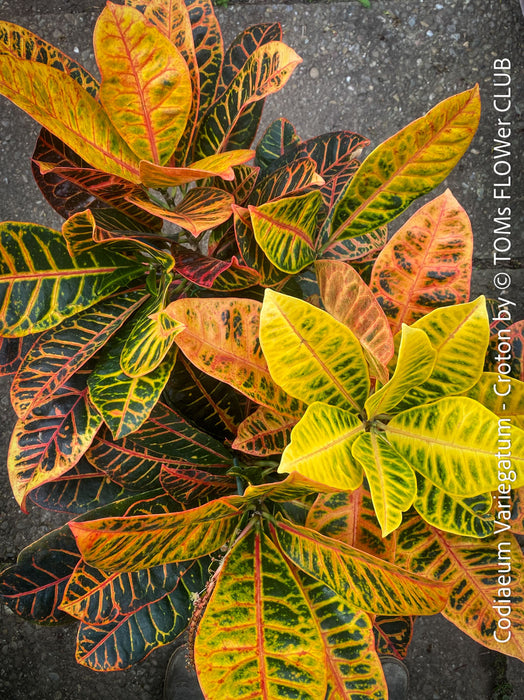 Codiaeum variegatum, Croton, organically grown tropical plants for sale at TOMs FLOWer CLUB.
