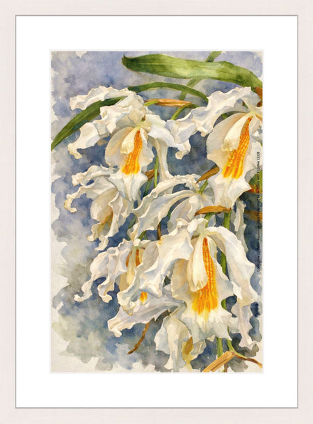Coelogyne Cristata, Aquarelle-style paper print in maple wood frame, after an original photograph by Swiss photographer TOMas Rodak for sale at TOMs FLOWer CLUB. 