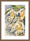 Coelogyne Cristata, Aquarelle-style paper print in walnut wood frame, after an original photograph by Swiss photographer TOMas Rodak for sale at TOMs FLOWer CLUB. 