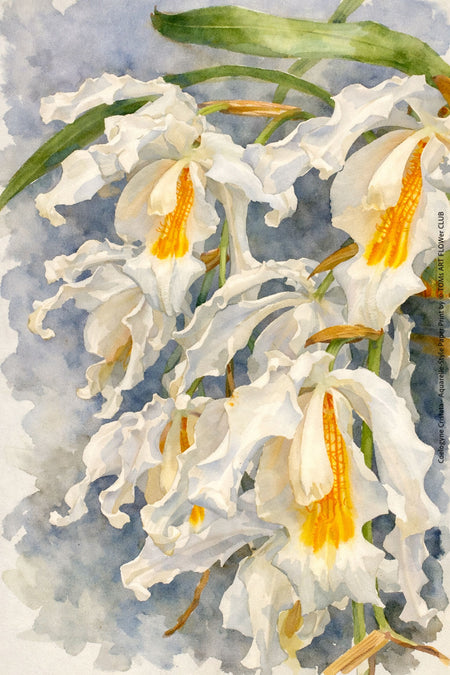 Coelogyne Cristata, Aquarelle-style paper print, after an original photograph by Swiss photographer TOMas Rodak for sale at TOMs FLOWer CLUB. 