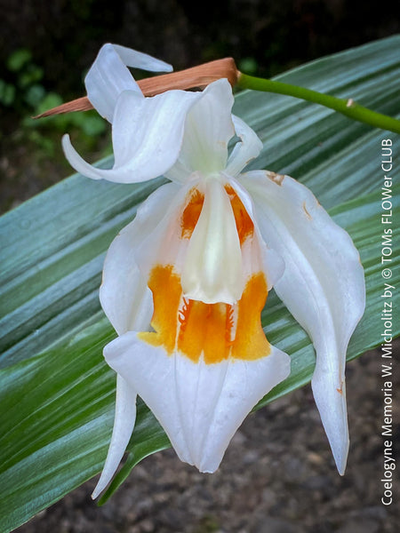 Coelogyne Memoria W.Micholitz, white flowering orchid, organically grown tropical plants and orchids for sale at TOMs FLOWer CLUB.